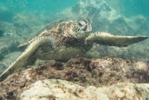 Paul Gauguin Cruises Sale!