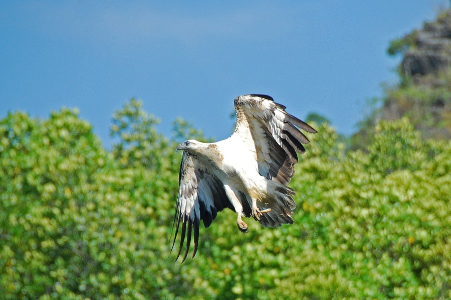 Eagle in Langkawi