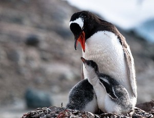 Gentoo Penguin and Chicks