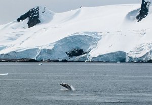 Whale Breaching