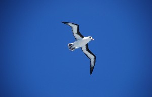 Albatross