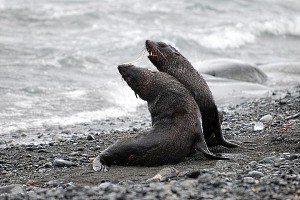 Play-fighting Fur Seals