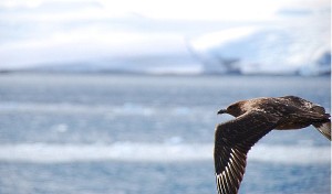 Skua on the Move