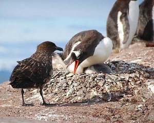 Gentoo penguin defends chick