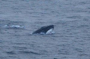 First whale, a humpback