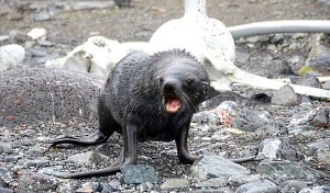 One Mad Fur Seal