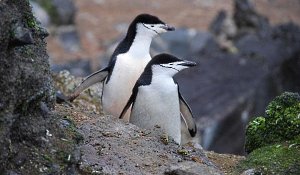 Chinstrap Penguins