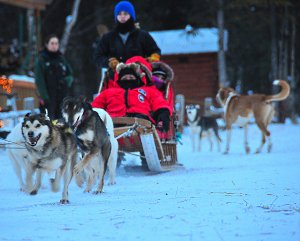 Dogsled Ride