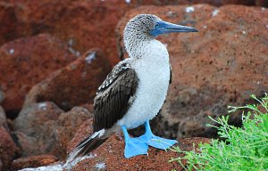 Blue-footed booby