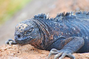 Marine iguana