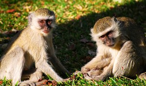 Vervet Monkeys