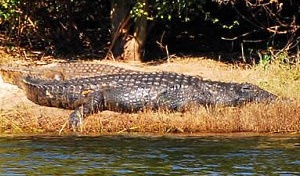 Crocodile