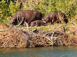 Hippos