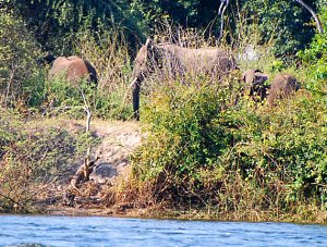 Elephants