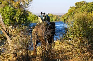 Tinks on Elephant