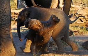 Adolescent Elephant