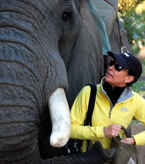 Hand-feeding an Elephant