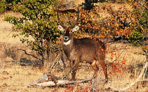 Male Waterbuck