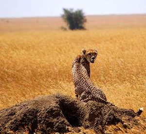Tempted Cheetah