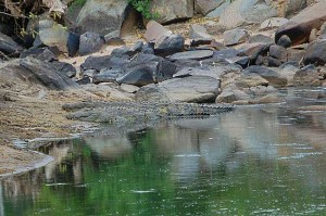 Nile Crocs
