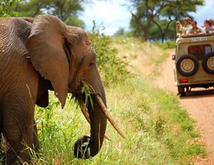 Elephant in Tarangire