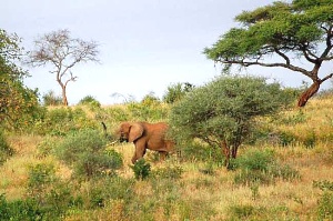 Elephant Morning