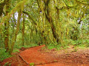 Kilimanjaro Path