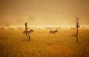 The Great Migration at Sunrise