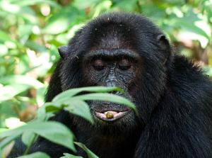 Male Chimpanzee