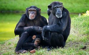 Chimpanzees