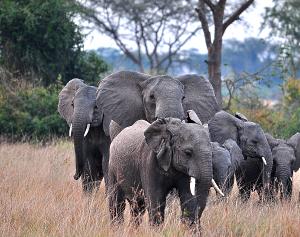 Herd of Elephants