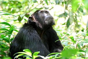 Pondering Chimpanzee