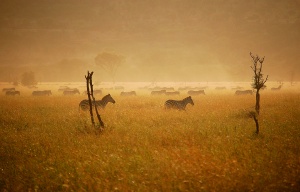 The Great Migration at Sunrise