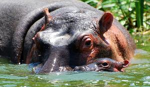 Mother and Baby Hippos