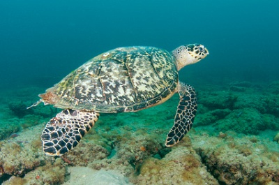 Expedition Cruise Ports: Utupua Island, Solomons