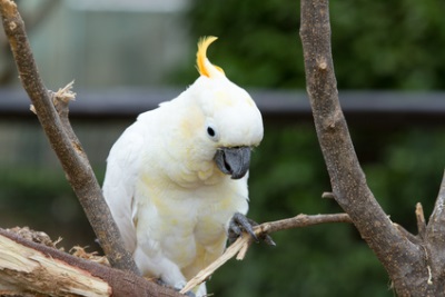 bird in hiri motu