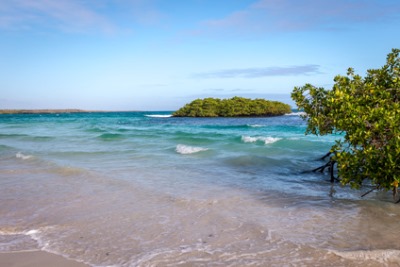 Black Turtle Cove Santa Cruz Galapagos Islands